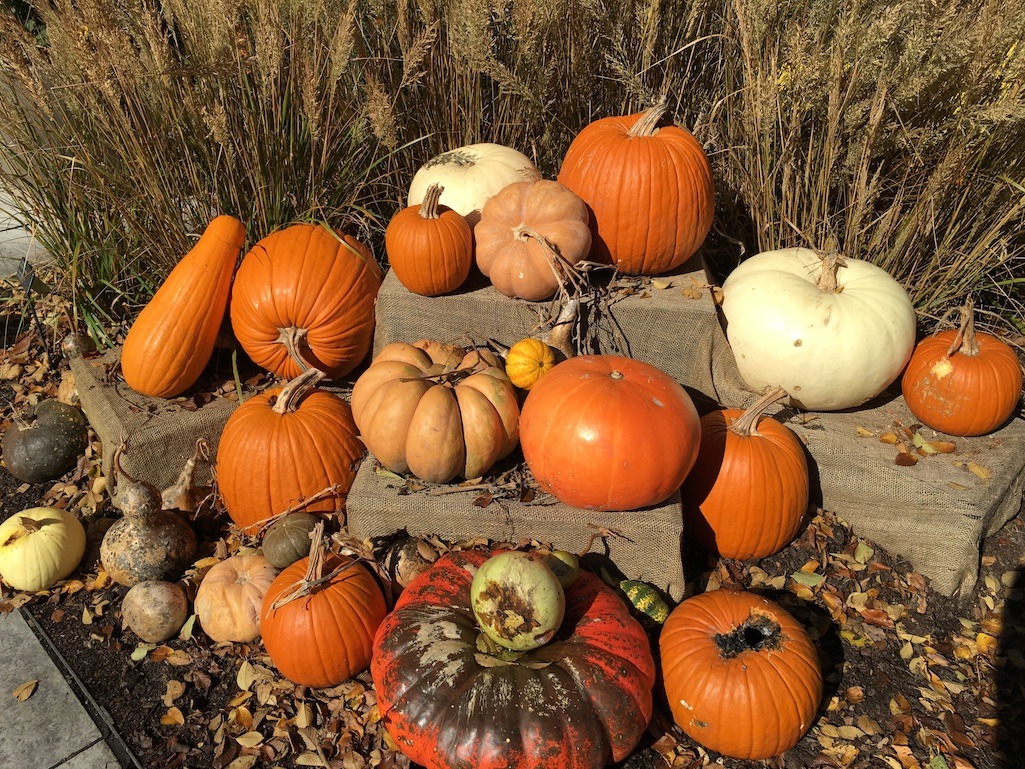 pumpkin soup recipe