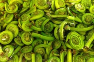 Food Travelist Weird And Wonderful_St_Lawarence Market Fiddleheads