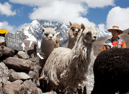 Heifer Herd of Llamas