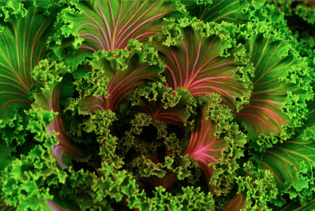 Kale Healthy Snack