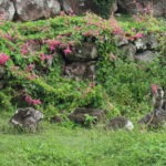 Wild monkeys carelessly cavort on Nevis.