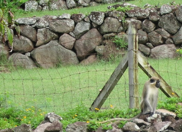 Carefree wild monkeys cavort on Nevis.
