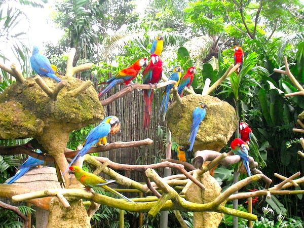 Jurong Bird Park 