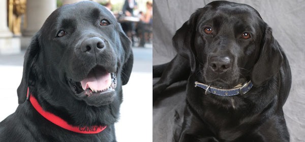 Fairmont Copley Plaza Canine Ambassadors