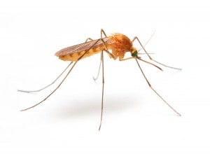 Anopheles mosquito, dangerous vehicle of infection.