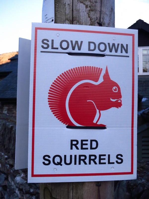 Red Squirrels Lake District Cumbria