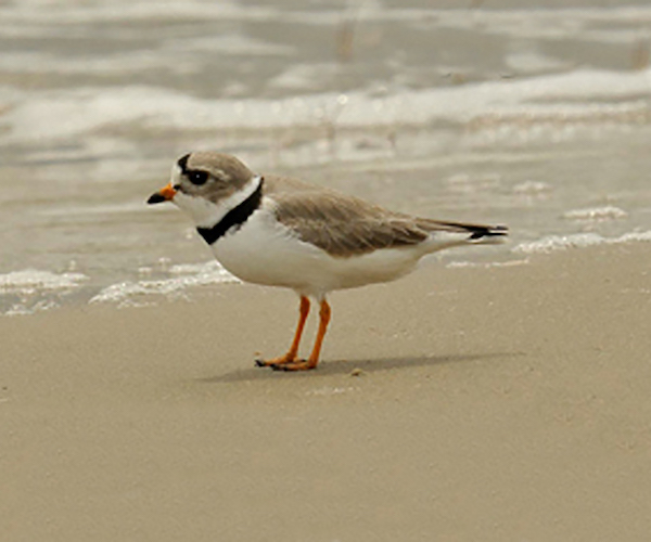 Piping Plover in Northern Michigan. Traverse City