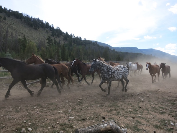 horses-running-in-at-rawah-ranch