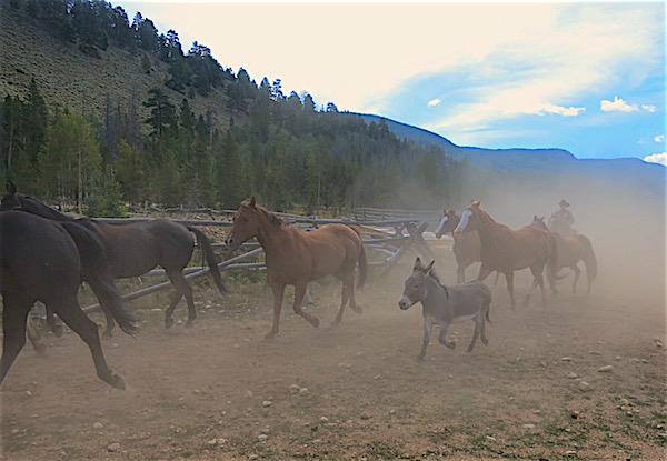leon-coming-in-with-the-horses-rawah-ranch