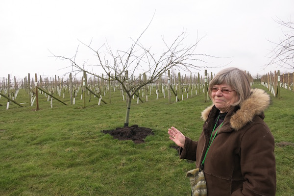 Ryedale Vineyards Northern England