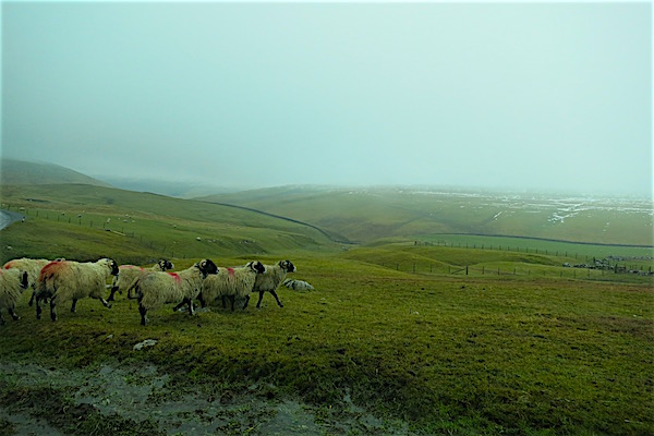 Tasty Northern England Sheep