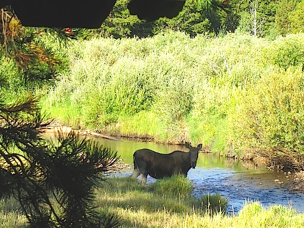 moose-in-our-backyard-at-rawah-ranch