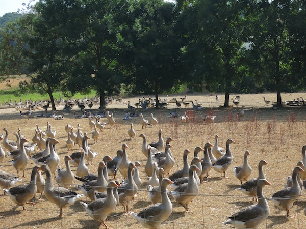 goose-farm-gers-france