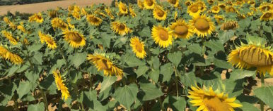 sunflower-field-in-gers
