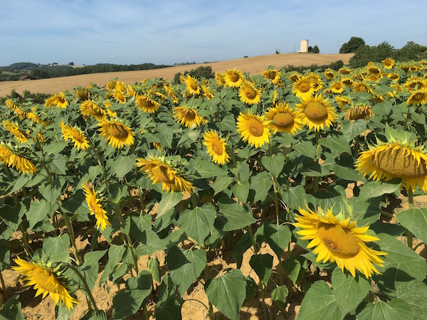 sunflower-field-in-gers