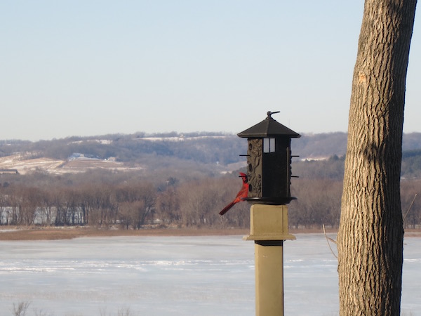 Cardinal Peeking at the Goldmoor Inn Food Travelist