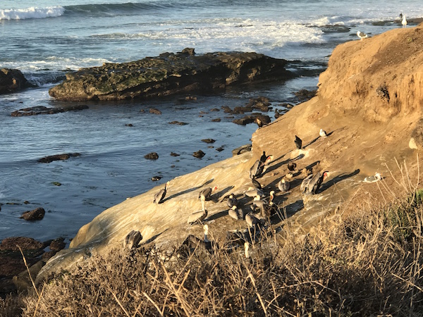 La Jolla Cove