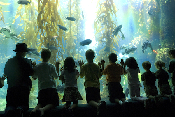 Birch Aquarium-children-Courtesy Birch Aquarium