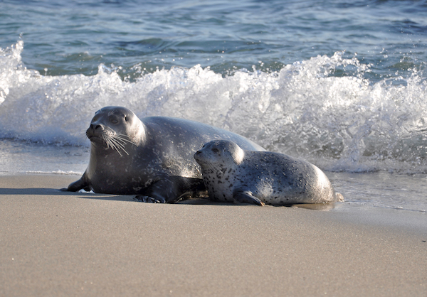 Childrens Pool seals -Courtesy SanDiego.org