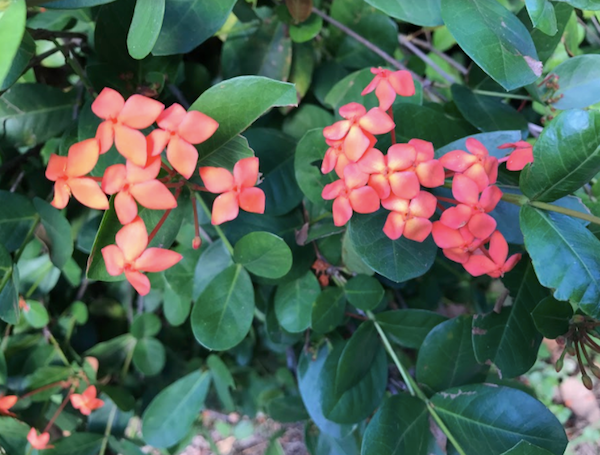 Flowers at the Cienfuegos Botanical Gardens