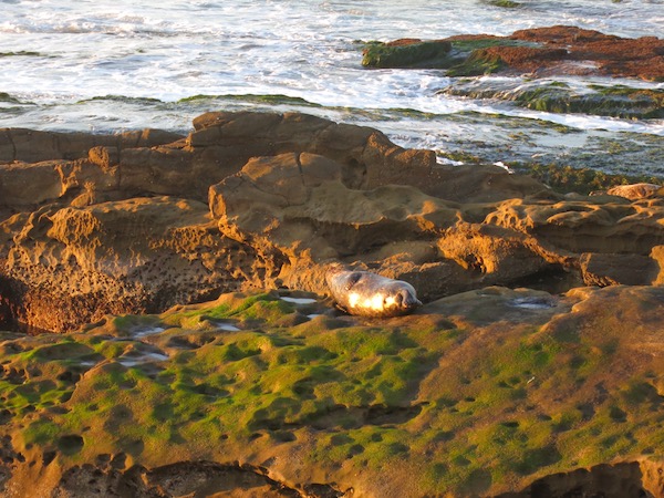 Seals taking a sunny nap in La Jolla.