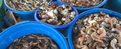 Shrimp Galore in Mazatlan