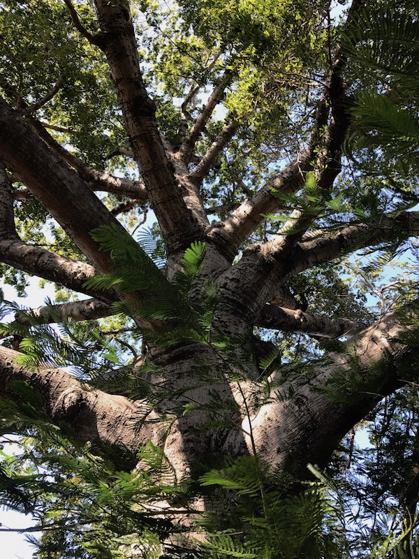 Ancient Trinidad Tree