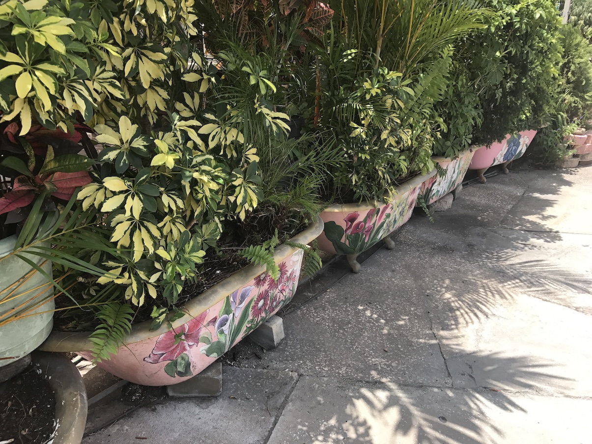 Bathtub gardening at the chattaway in St. Petersburg Florida