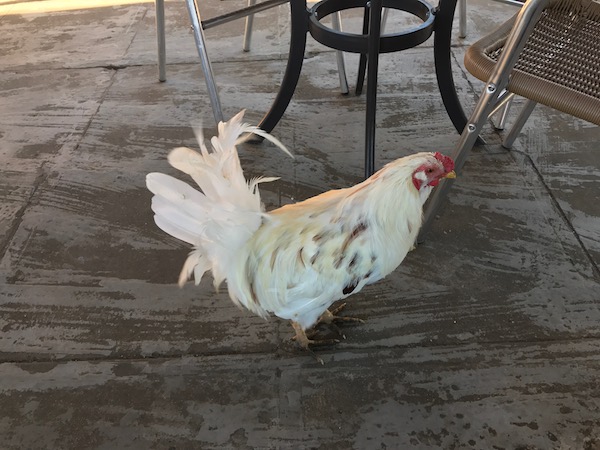 Chickens in Cuba