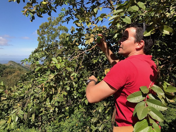 Fresh Fruit in Trinidad