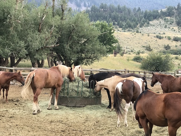 Horses at Chico Hot Springs Resort and Day Spa