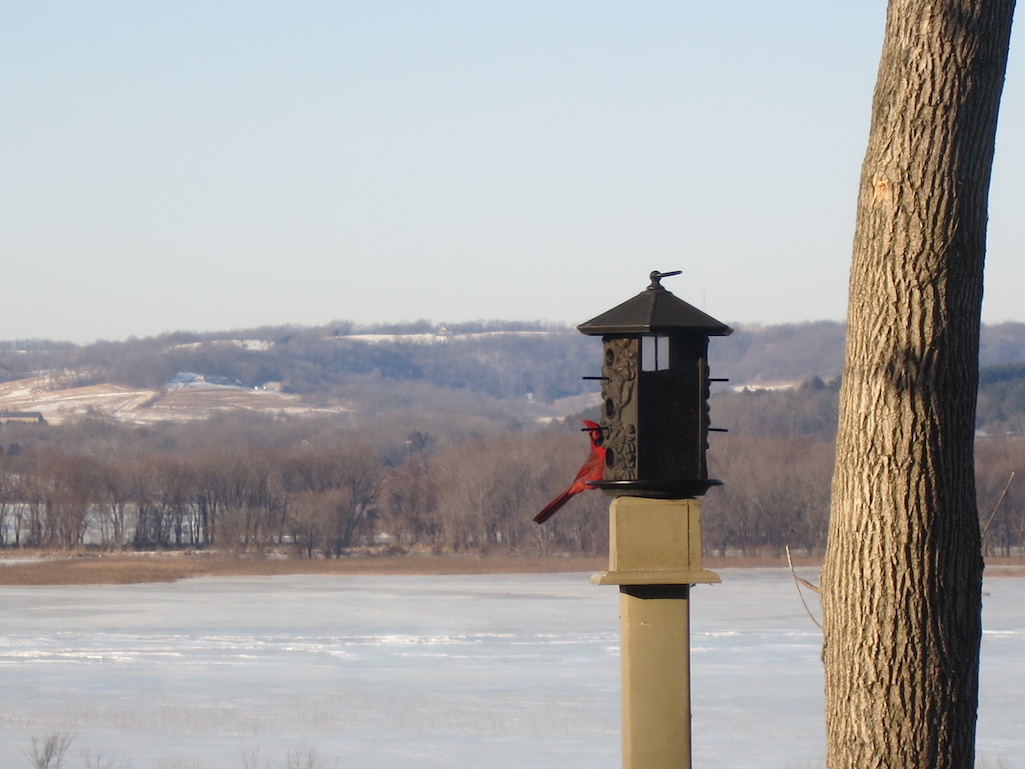 Cardinal Peaking out at Goldmoor Inn Galena Illinois