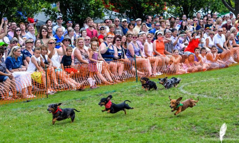 Oktoberfest-Celebration-Dachshund-Derby-Visit-Milwaukee-768x460