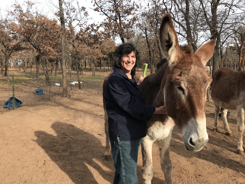 Donkeys just love to be brushed. 