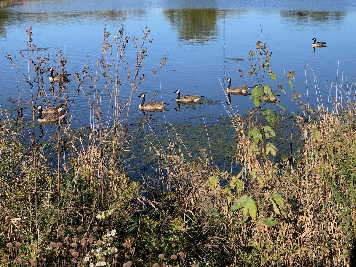 Geese In Elver Park
