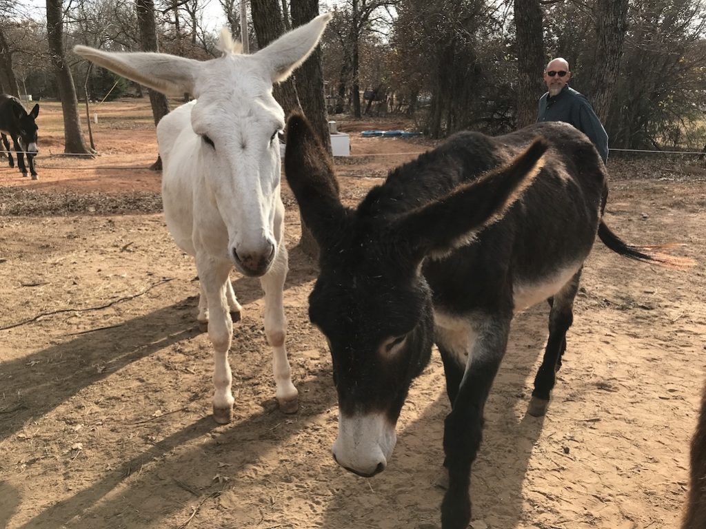 Amazing Health Benefits of Donkey Milk Pair of Donkeys