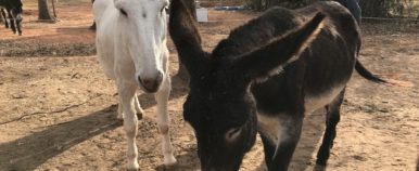 Pair of Donkeys