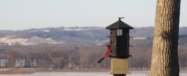 Cardinal Peeking at the Goldmoor Inn Galena Illinois Food Travelist