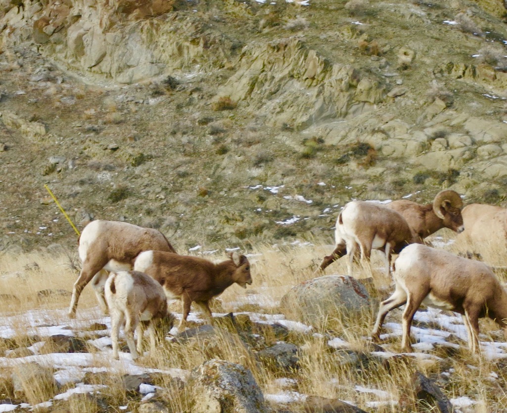 Big Horn Sheep On the side of the road Yellowstone