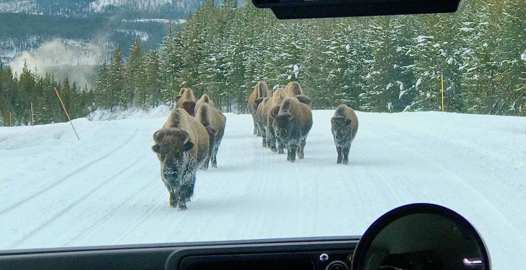 Bison sharing the road in Yellowstone