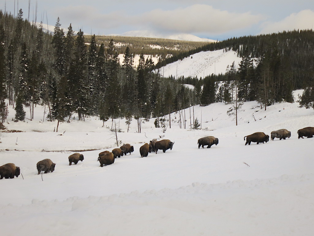 Bison in Yellowstone Country