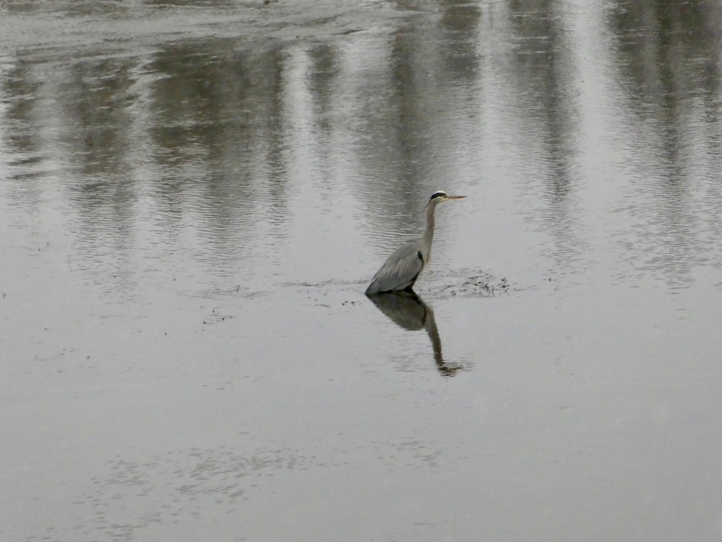 Blue Heron Yellowstone NPS