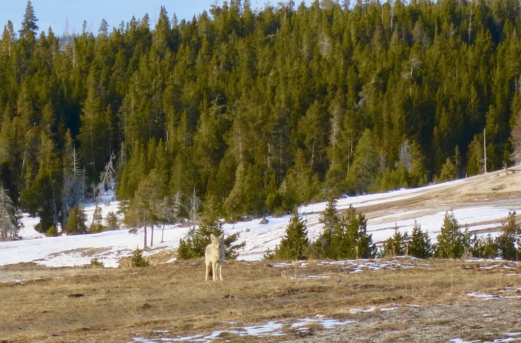 Coyote at Old Faithful Yellowstone
