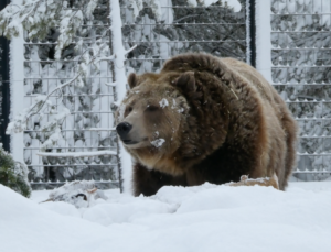 Winter Adventures In Unbelievably Beautiful Yellowstone Country