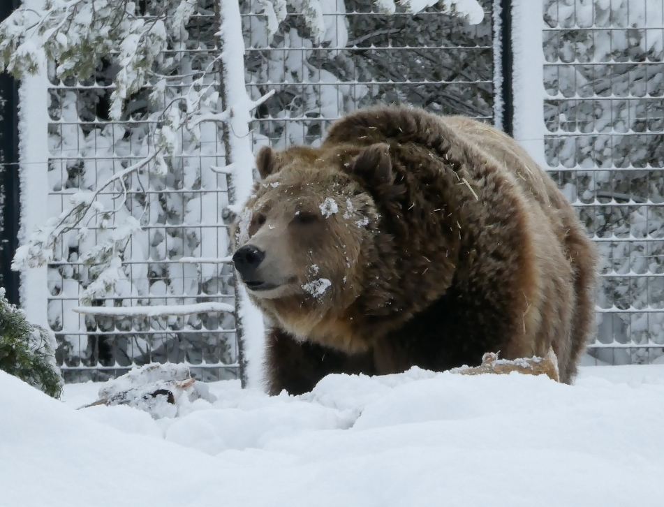 Grizzly Bear at the Grizzly and Wolf Discovery Center West Yellowstone