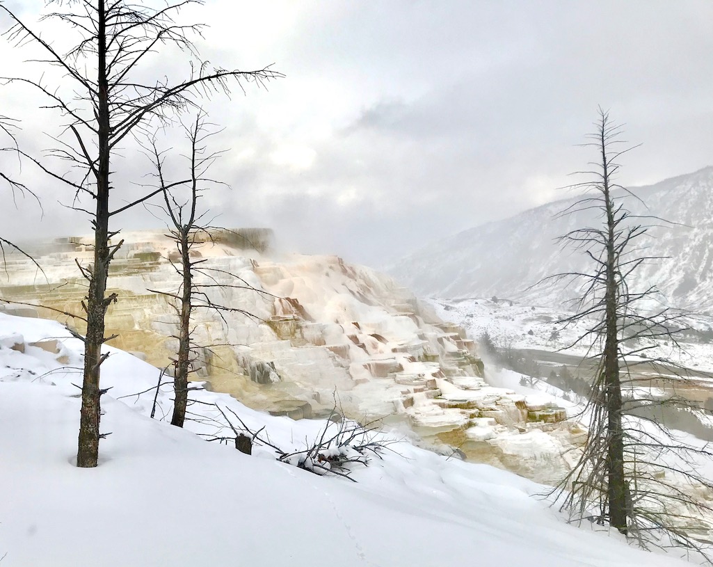 Mammoth Hot Springs Canary, Dryad Springs