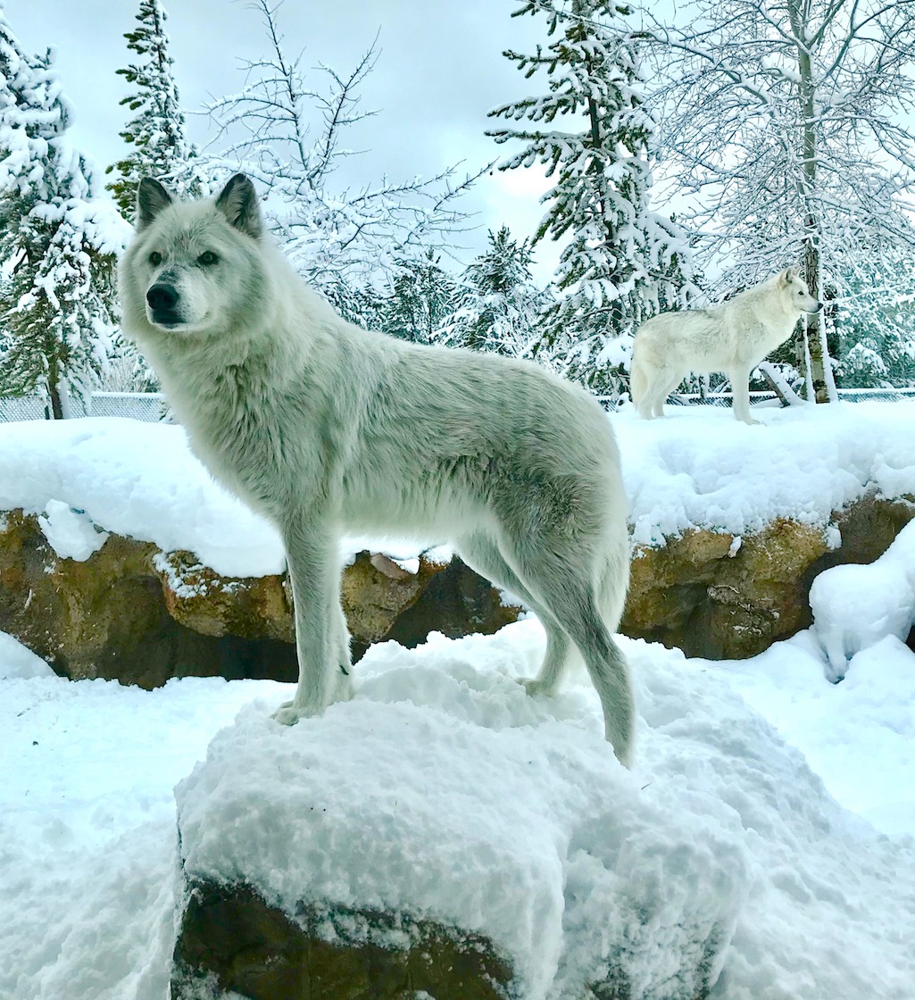 Wolves at the Grizzly & Wolf Discovery Center