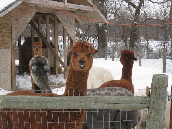 Alpacas