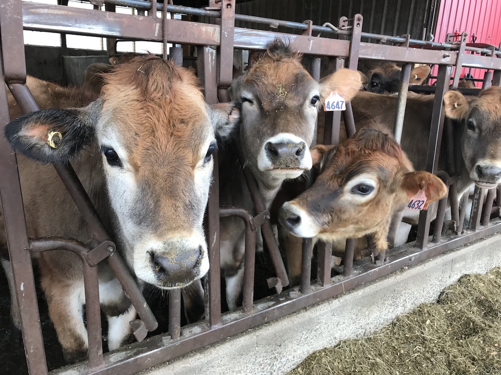 Mapleline Farms Cows Hampshire County 8 Reasons You Need To Know About Hampshire County