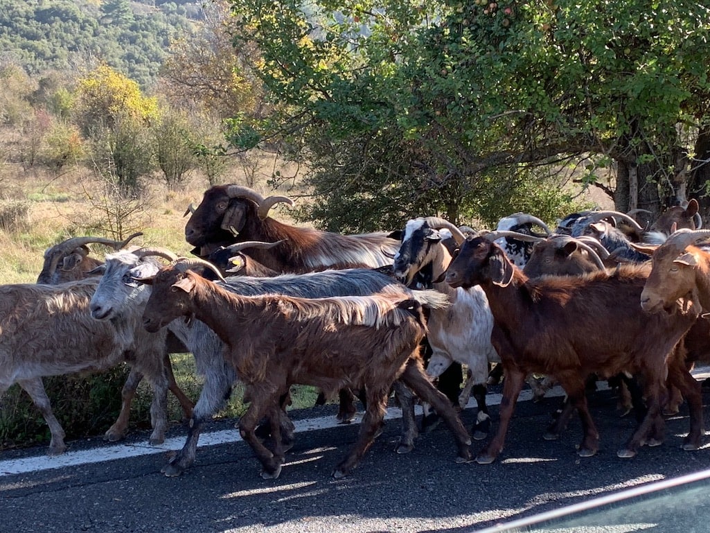 Traffic jam in rural Greece.